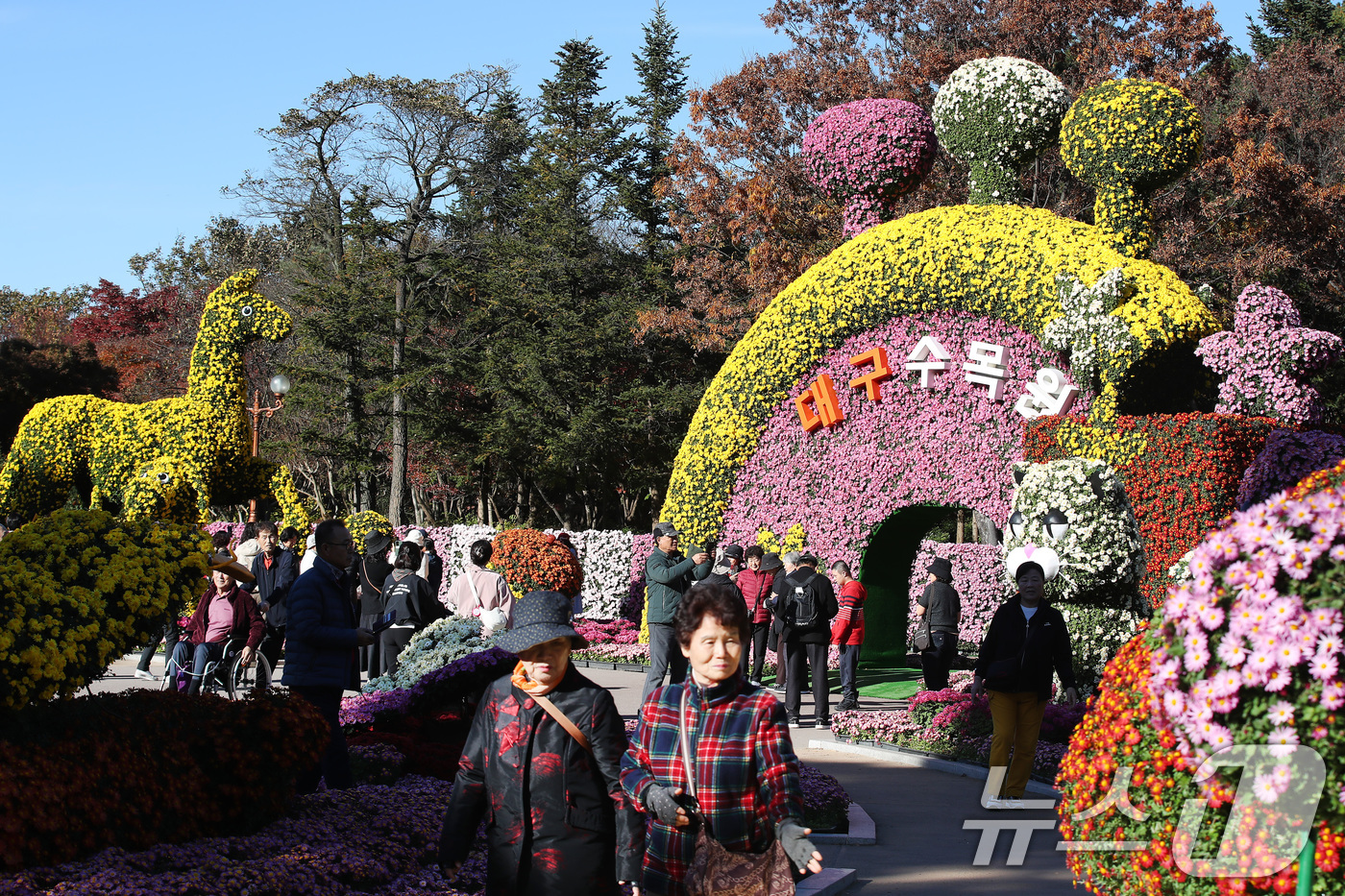 (대구=뉴스1) 공정식 기자 = 11일 오후 대구 달서구 대구수목원에서 열린 '제24회 국화전시회'가 형형색색 국화로 장식된 국화 작품을 관람하려는 인파로 붐비고 있다.대구수목원은 …