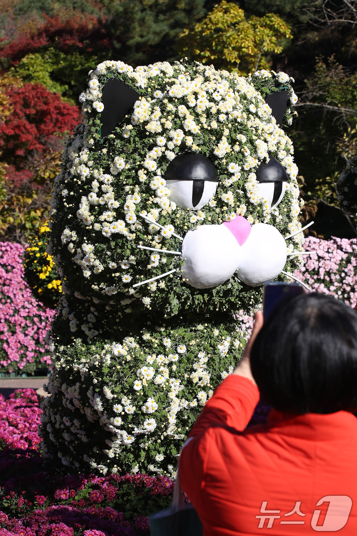 (대구=뉴스1) 공정식 기자 = 11일 오후 대구 달서구 대구수목원에서 열린 '제24회 국화전시회'가 형형색색 국화로 장식된 국화 작품을 관람하려는 인파로 붐비고 있다.대구수목원은 …