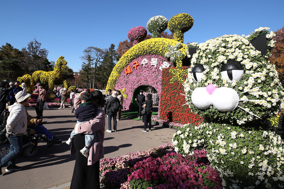 파란하늘 아래 형형색색 국화