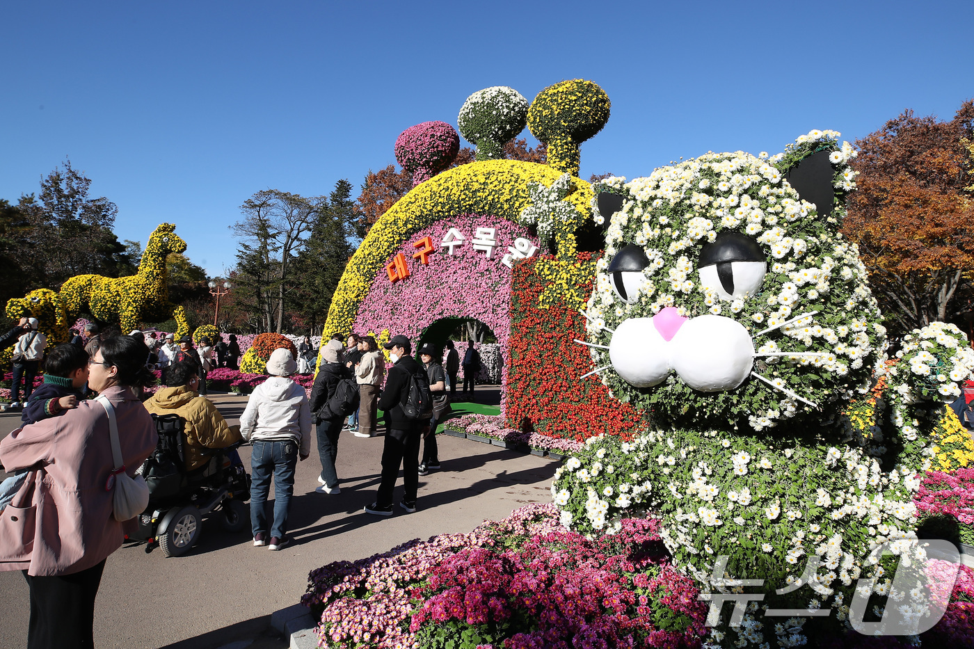 (대구=뉴스1) 공정식 기자 = 11일 오후 대구 달서구 대구수목원에서 열린 '제24회 국화전시회'가 형형색색 국화로 장식된 국화 작품을 관람하려는 인파로 붐비고 있다.대구수목원은 …