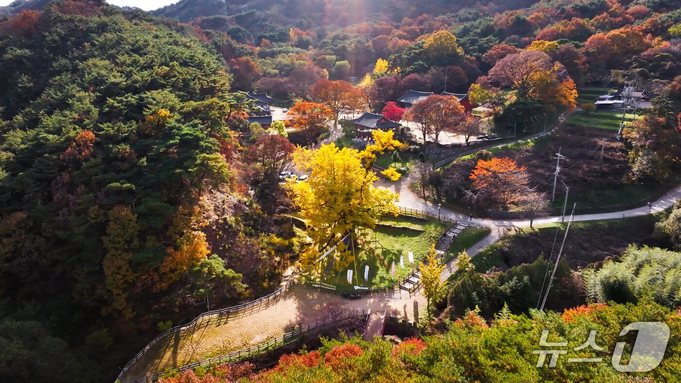 본문 이미지 - 충북 영동군 양산면 소재 영국사 은행나무 일대가 황금빛 단풍으로 곱게 물들어 가고 있다. (영동군 제공. 재판매 및 DB금지)  