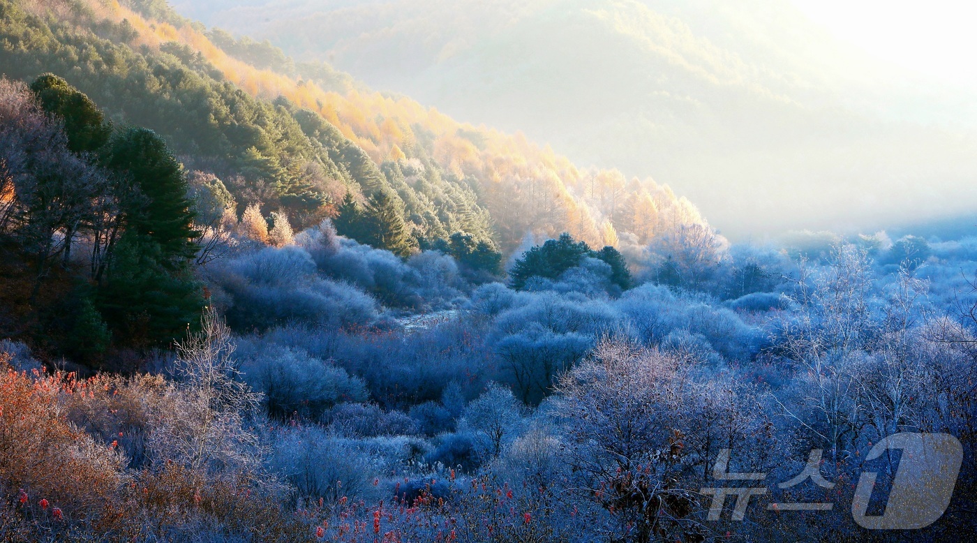(인제=뉴스1) 이종재 기자 = 12일 오전 강원 인제군 남면 갑둔리에 위치한 \'비밀의 정원\' 일원에 서리가 내려 아름다운 가을 풍경을 자아내고 있다.(인제군 제공. 재판매 및 …