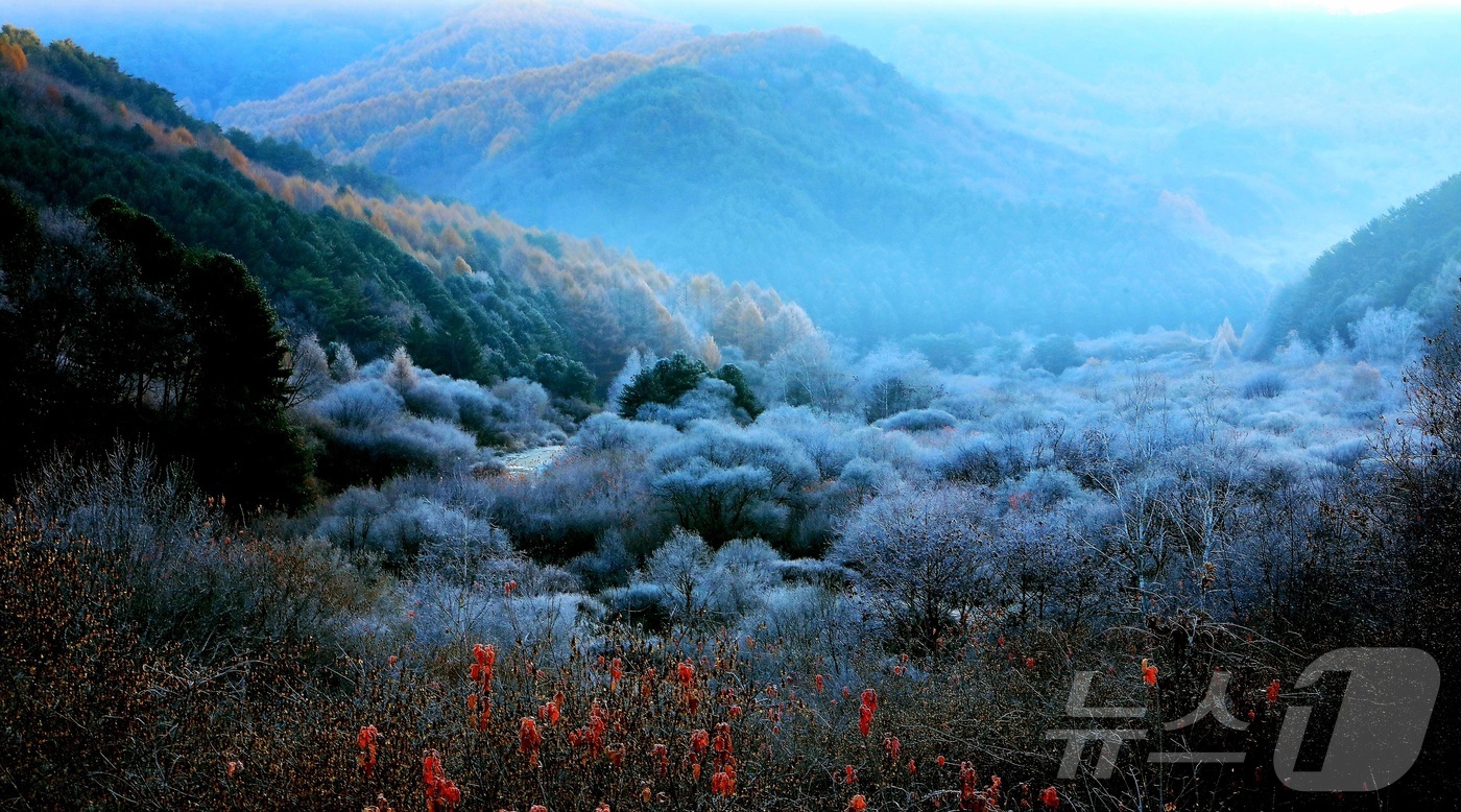 (인제=뉴스1) 이종재 기자 = 12일 오전 강원 인제군 남면 갑둔리에 위치한 '비밀의 정원' 일원에 서리가 내려 아름다운 가을 풍경을 자아내고 있다.(인제군 제공. 재판매 및 D …