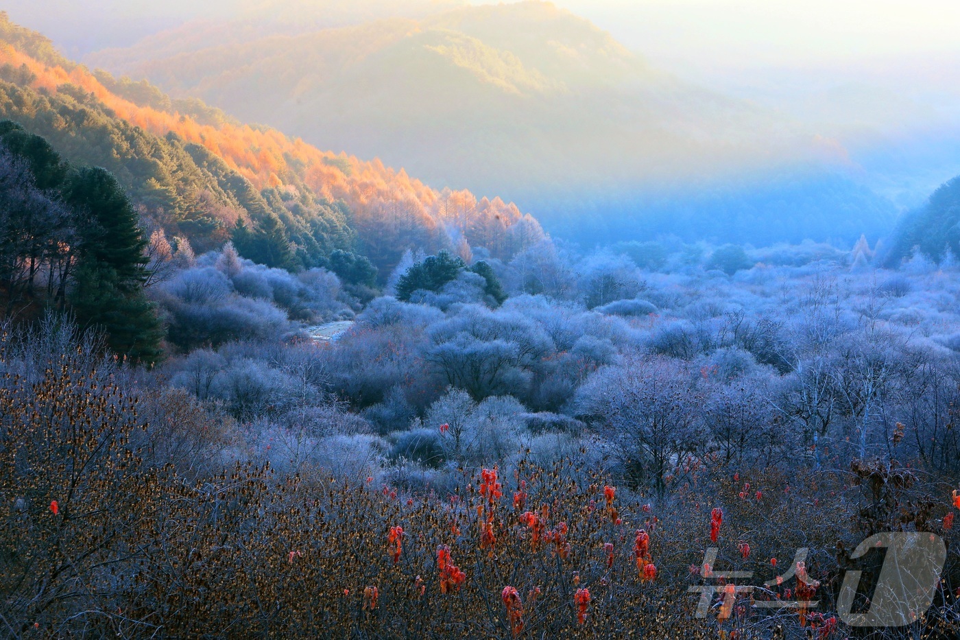 (인제=뉴스1) 이종재 기자 = 12일 오전 강원 인제군 남면 갑둔리에 위치한 \'비밀의 정원\' 일원에 서리가 내려 아름다운 가을 풍경을 자아내고 있다.(인제군 제공. 재판매 및 …