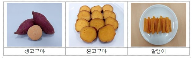 강원농업기술원, 신품종 고구마 '호풍미' 3.6톤 분양