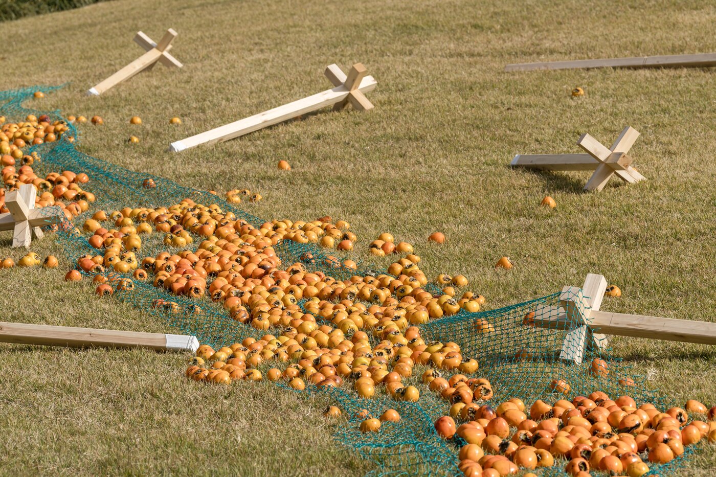 본문 이미지 - 지나손, 홍시의 초대, 장소 특정적 가변설치, 그물 위에 홍시 1000개, 2025 &#40;소마미술관 제&#41;