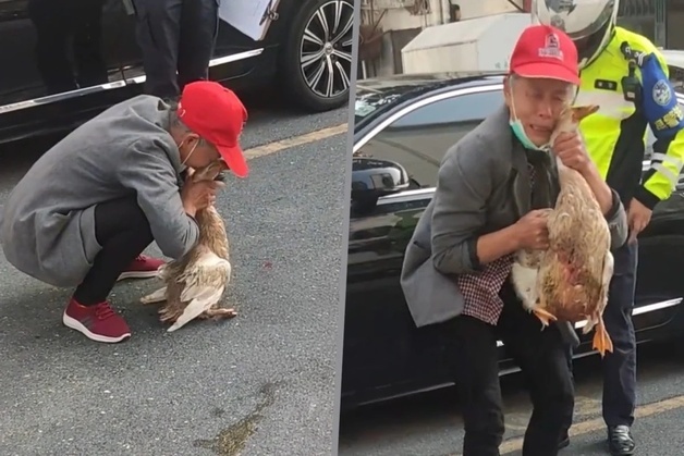 "4년간 자식처럼 키웠다"…로드킬 '오리' 안고 펑펑 운 中 여성