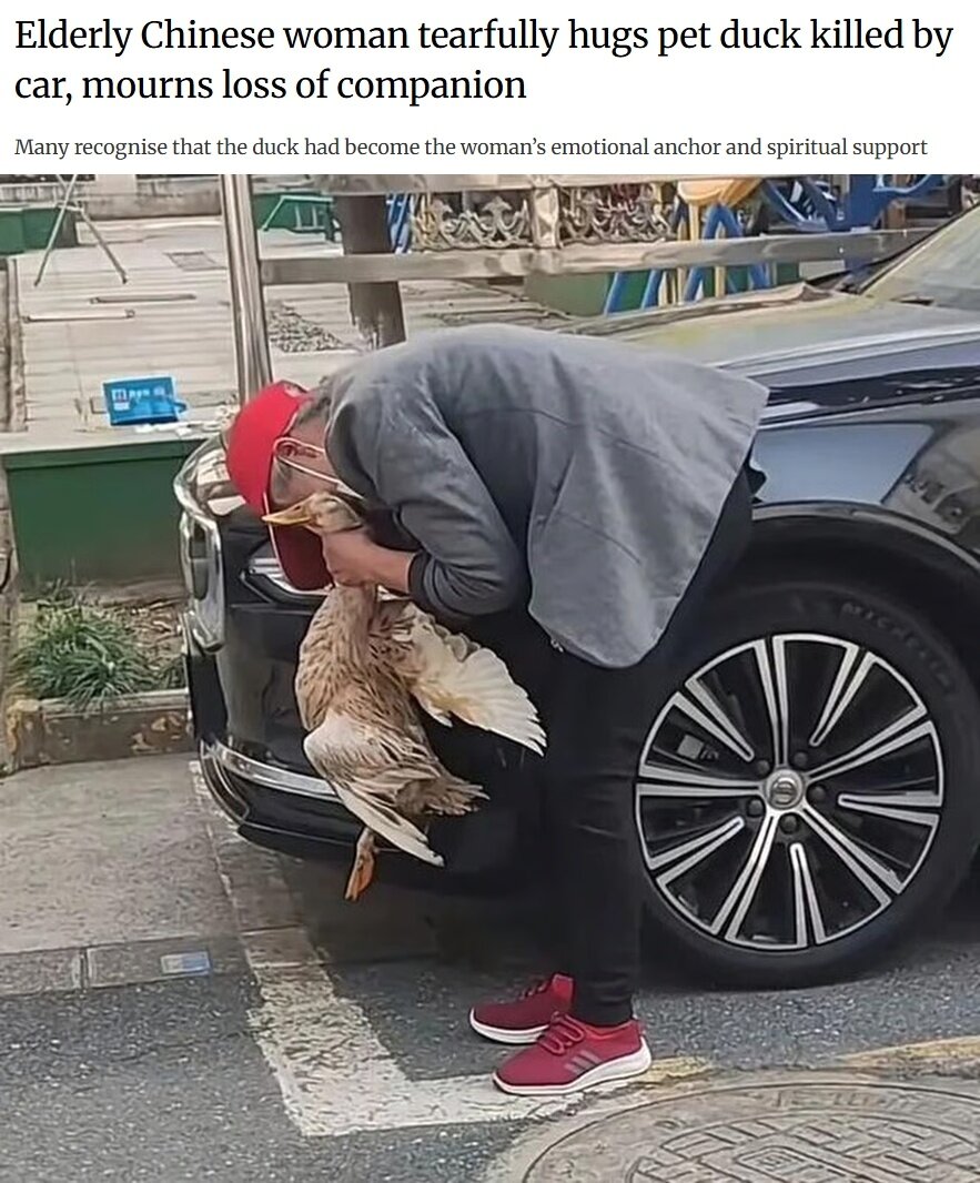 본문 이미지 - &#40;SCMP 갈무리&#41;