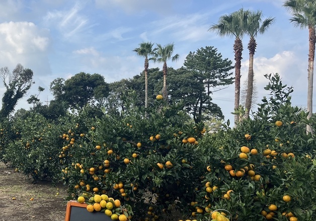 “겨울 귤 따러 오세요”…소노캄제주, 감귤체험 패키지 선봬