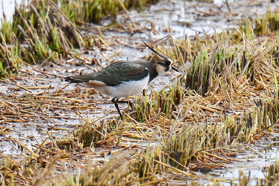 [오늘의 날씨]대구·경북(14일, 금)…큰 일교차, 낮 최고 14~17도