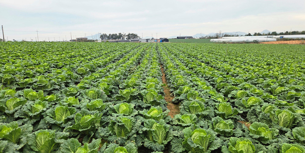 '해남 배추' 생산량 늘었지만 '막바지 김장철'에 가격 상승