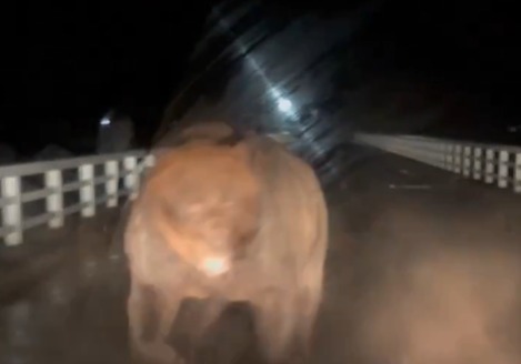 '곰의 급습' 日경찰 소총발포 허가…아키타·이와테현 기동대 배치