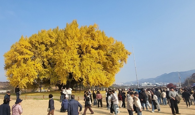 "1.4㎞ 차량 이동 38분"…단풍절정 반계리 은행나무 인기 최고조