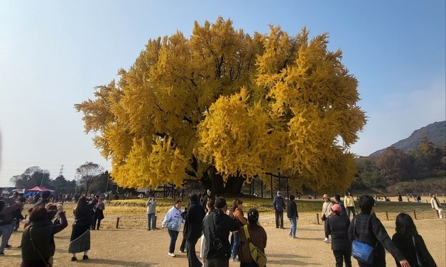 올가을 원주 반계리 은행나무 축제 '기간·주차' 대폭 확대 검토