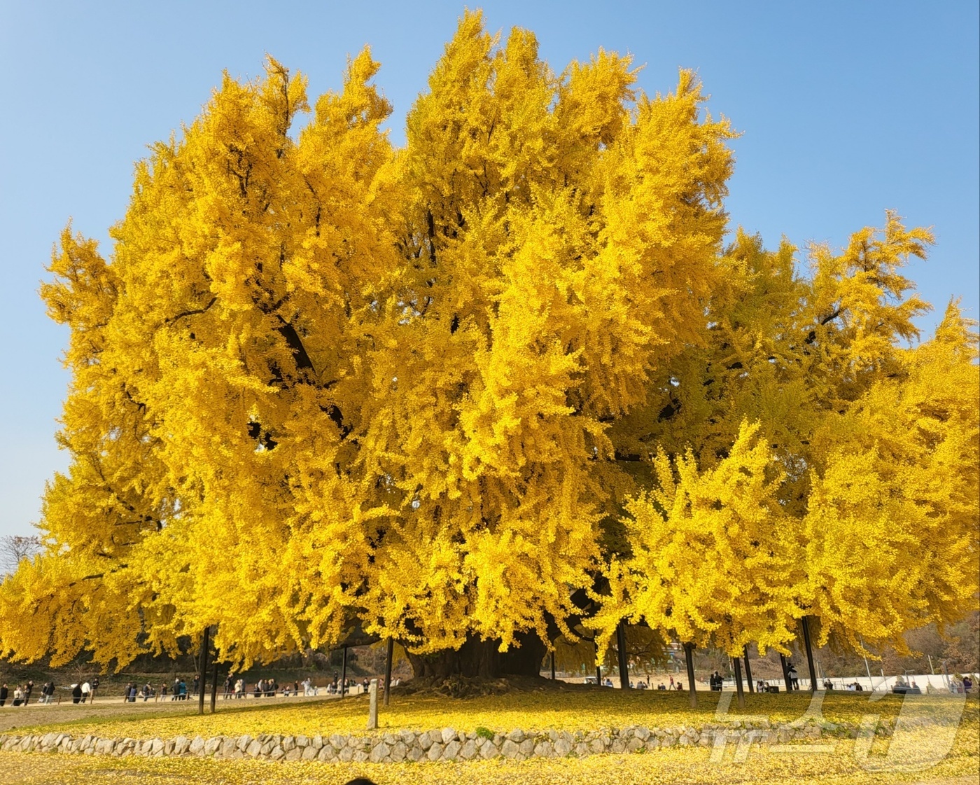 (원주=뉴스1) 신관호 기자 = 천연기념물 제167호인 강원 원주시 문막읍 반계리 은행나무가 13일 단풍절정기를 맞은 가운데, 이날 노랗게 물든 진풍경을 나타내고 있다. 국내 최고 …