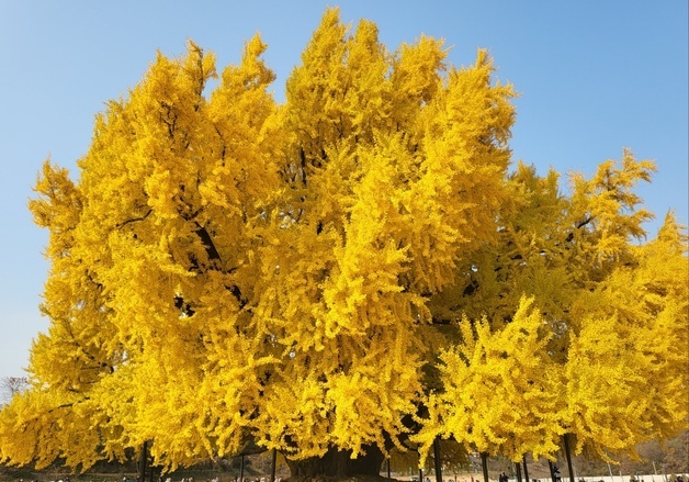 '국내 최고 수령' 원주 반계리 은행나무 단풍 절정