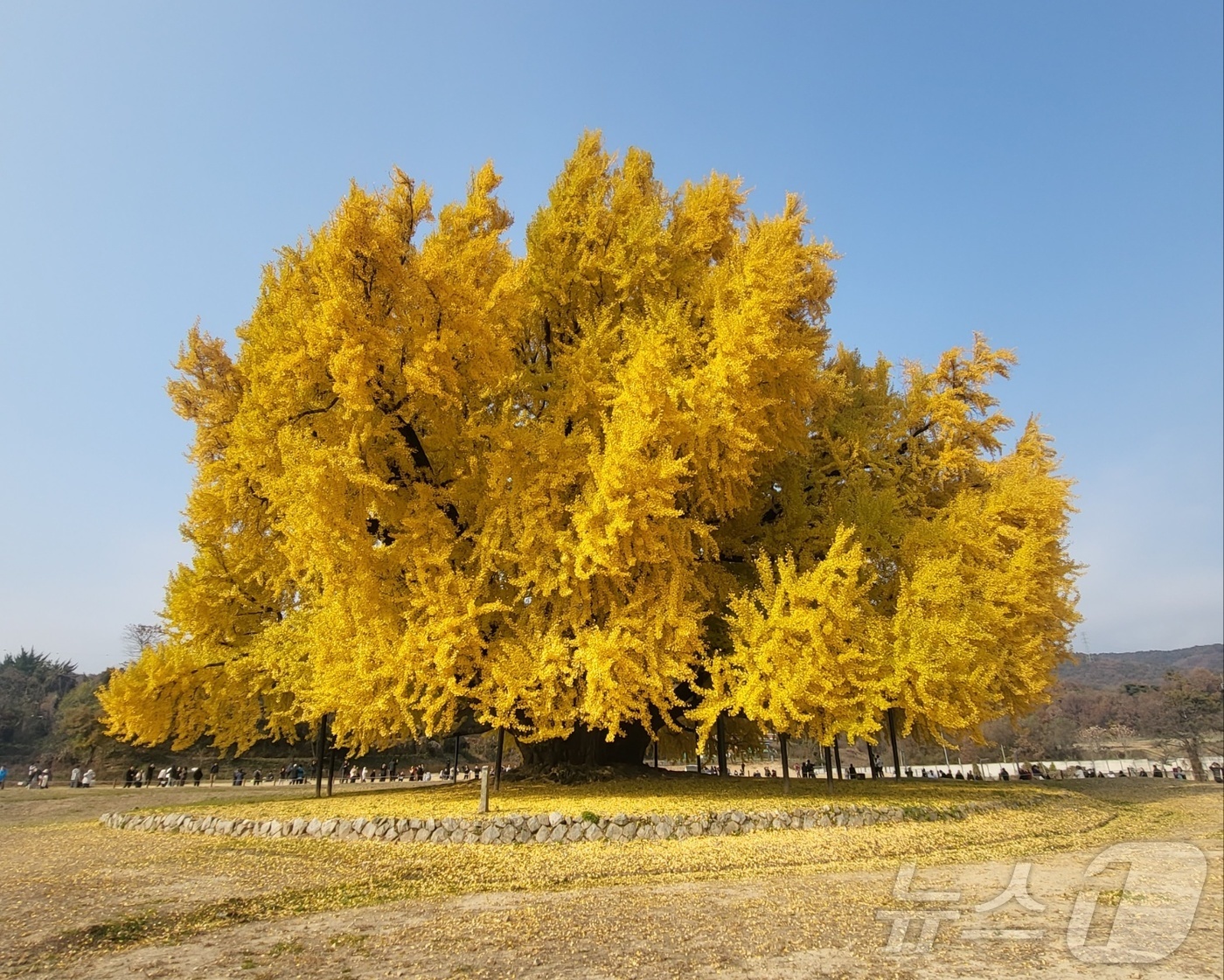 (원주=뉴스1) 신관호 기자 = 천연기념물 제167호인 강원 원주시 문막읍 반계리 은행나무가 13일 단풍절정기를 맞은 가운데, 이날 노랗게 물든 진풍경을 나타내고 있다. 국내 최고 …