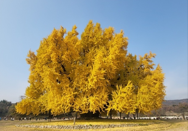 노랗게 물든 국내 최고 수령 원주 반계리 은행나무