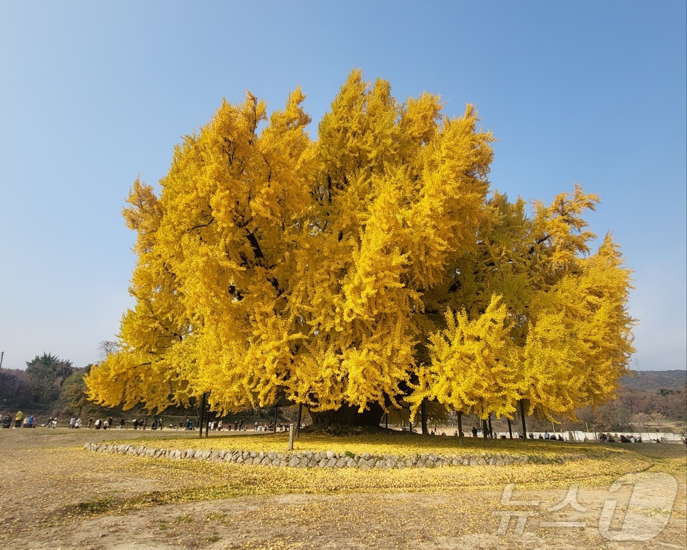 (원주=뉴스1) 신관호 기자 = 천연기념물 제167호인 강원 원주시 문막읍 반계리 은행나무가 13일 단풍절정기를 맞은 가운데, 이날 노랗게 물든 진풍경을 나타내고 있다. 국내 최고 …