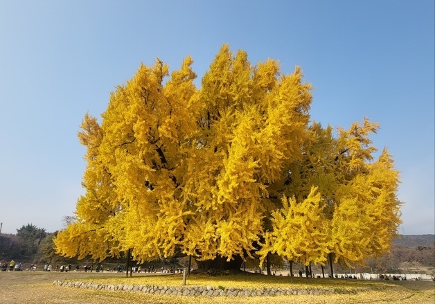 노랗게 물든 국내 최고 수령 원주 반계리 은행나무