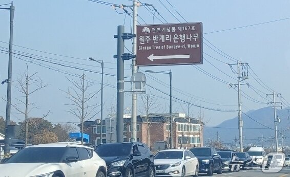 본문 이미지 - 천연기념물 제167호인 강원 원주시 문막읍 반계리 은행나무가 13일 단풍절정기를 맞은 가운데, 이날 낮 강원 원주시 반계리 은행나무 광장 주변 도로가 광장으로 향하는 차들로 붐비고 있다. 2025.11.13/뉴스1 신관호 기자