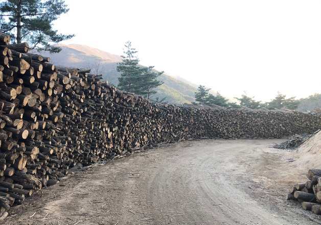 산림청, 선도산림경영단지서 첫 팸투어…국산 목재 공급망 개선