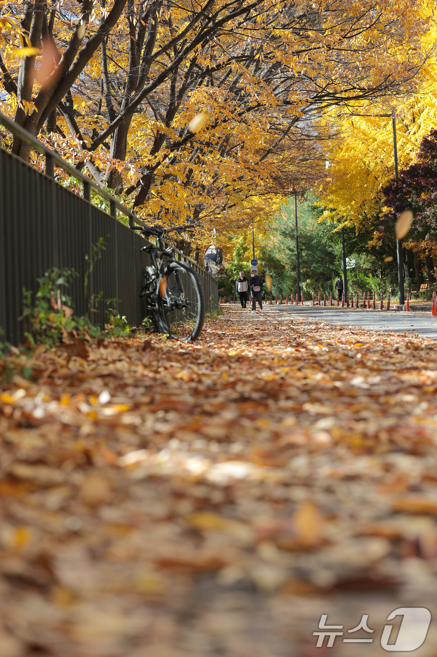 (서울=뉴스1) 권현진 기자 = 14일 서울 노원구 덕릉로 일대에서 시민들이 떨어지는 낙엽을 밟으며 가을 풍광을 즐기고 있다. 2025.11.14/뉴스1