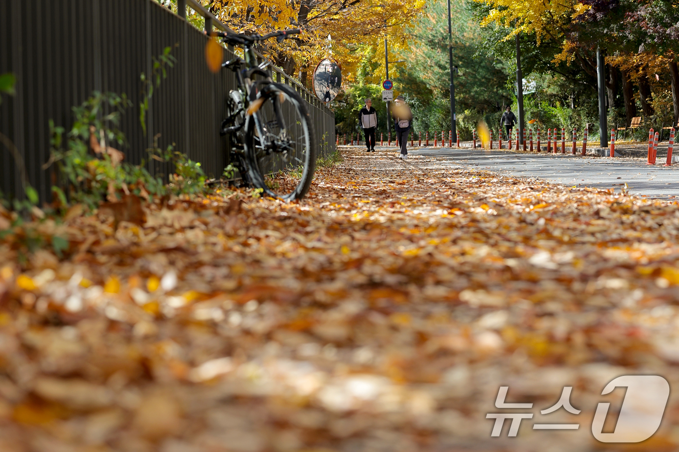 (서울=뉴스1) 권현진 기자 = 14일 서울 노원구 덕릉로 일대에서 시민들이 떨어지는 낙엽을 밟으며 가을 풍광을 즐기고 있다. 2025.11.14/뉴스1