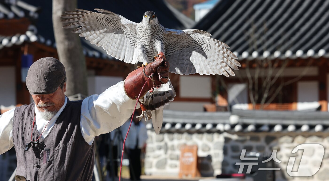 본문 이미지 - 인류무형문화유산 박용순 응사가 14일 대전 동구 이사동 유교전통의례관에서 대전문화재단이 운영하는 문화유산 매사냥 체험 프로그램에 참가한 학생들에게 매사냥 시연을 하고 있다. &#40;사진은 기사 내용과 무관함&#41; / 뉴스1 ⓒ News1  김기태 기자