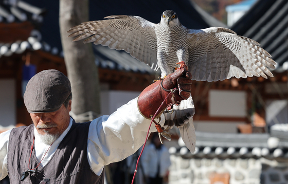대전문화재단 매 사냥 체험