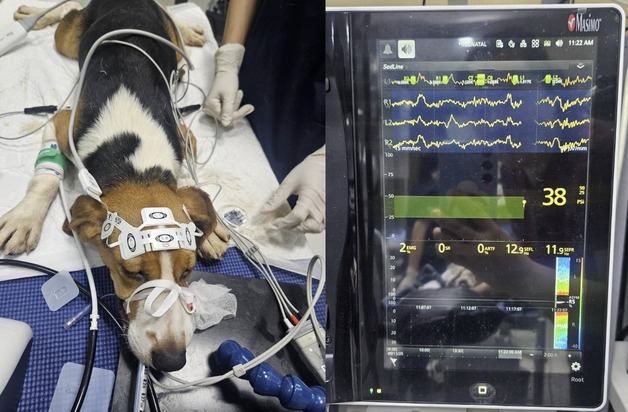 이안동물의학센터, 뇌파 분석으로 반려동물 마취 안전성 높인다