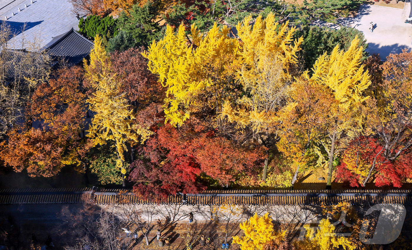 (서울=뉴스1) 김진환 기자 = 온화한 날씨를 보인 14일 오후 서울 중구 정동전망대에서 바라본 덕수궁이 단풍이 울긋불긋 물들어 있다. 2025.11.14/뉴스1
