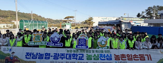 전남농협·광주대 학생 200여명 영암 대봉감 수확 도와