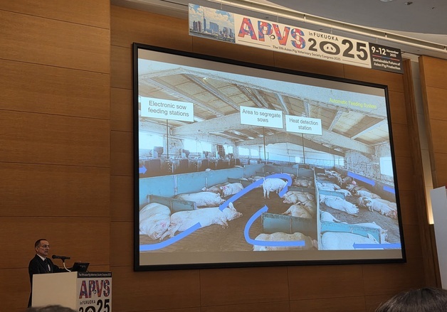 돼지가 스톨을 선호한다?…EU 전문가 '낮 착시'로 오해 바로잡아