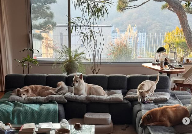 이효리♥이상순, 아늑한 60억 단독주택 내부…반려견들과 평온한 일상