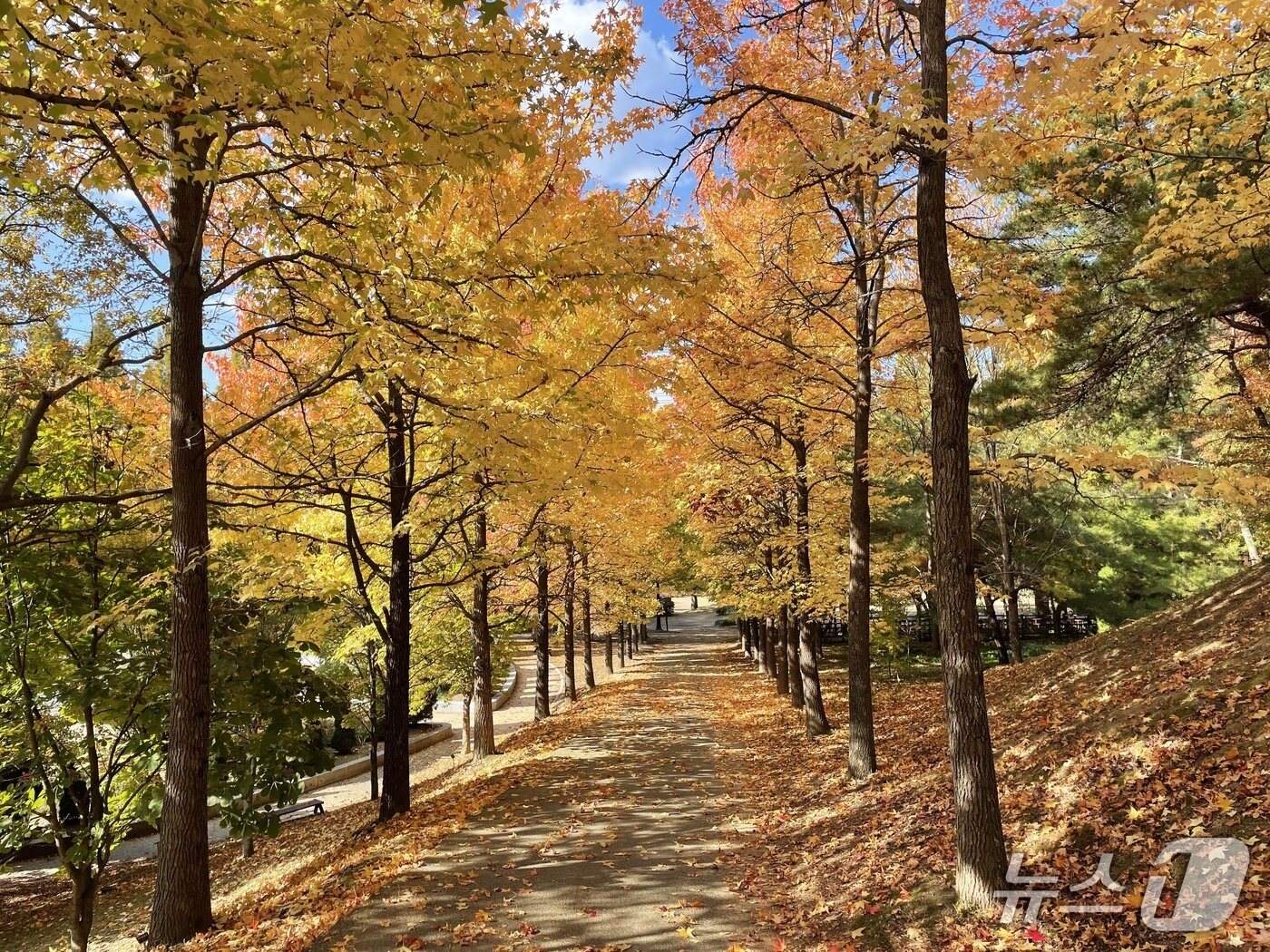 본문 이미지 - 경남수목원의 가을 풍경&#40;경남도 제공. 재판매 및 DB금지&#41;.