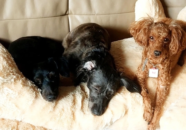 "나의 위로, 나의 행복"…암 투병 중 새 삶 준 나의 반려견들