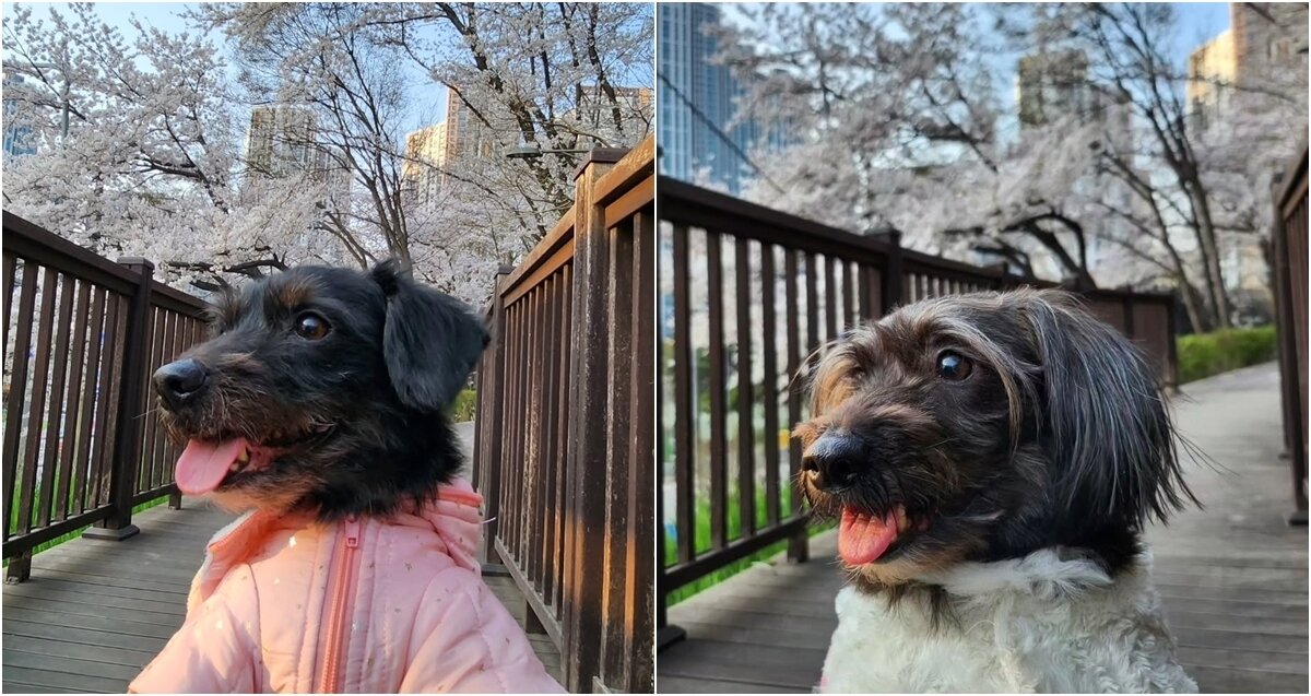 본문 이미지 - 토이푸들과 웰시코기 믹스인  나나(왼쪽)와 꾸꾸(독자 제공) ⓒ 뉴스1