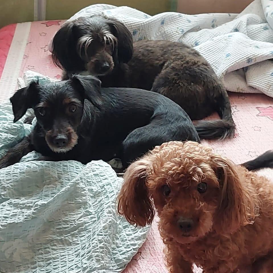 본문 이미지 - 차 씨는 반려견들이 차 씨의 삶을 지탱해준 존재라고 말한다(독자 제공). ⓒ 뉴스1