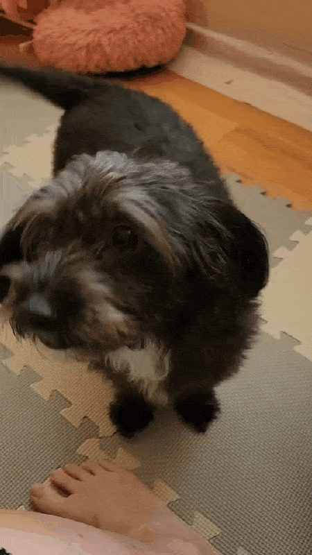 본문 이미지 - 보호자에게 애교부리는 꾸꾸와 나나(독자 제공) ⓒ 뉴스1