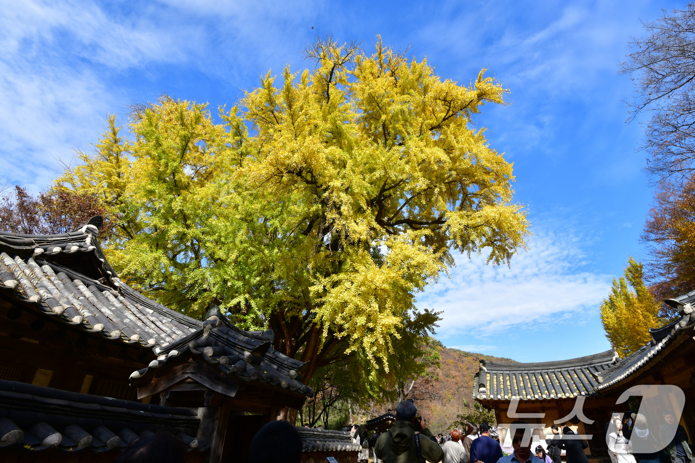 (경주=뉴스1) 최창호 기자 = 16일 경북 경주시 강동면 운곡서원에서 관광객들이 노란색으로 물든 은행나무 아래에서 가을을 만끽하고 있다. 2025.11.16/뉴스1