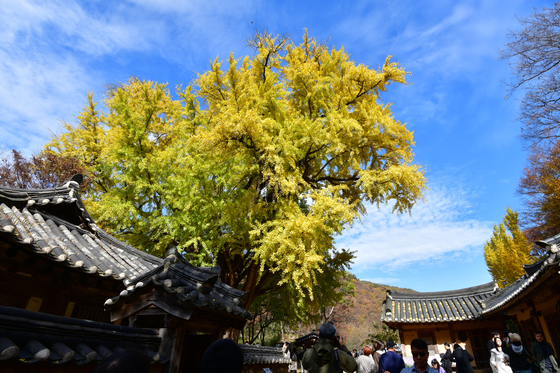 황금빛 물든 경주 운곡서원 300년 은행나무…관광객 북적