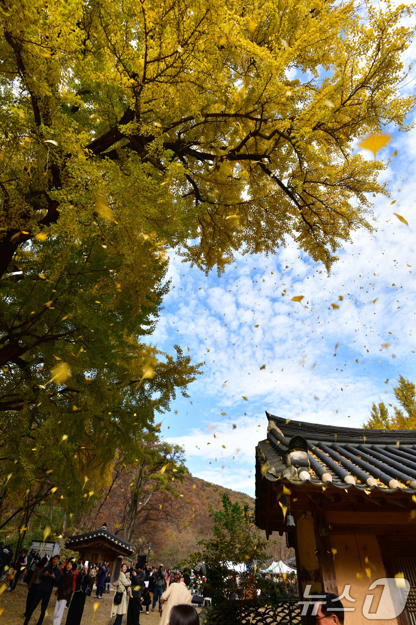 본문 이미지 - 16일 경북 경주시 강동면 운곡서원의 300년 된 은행나무에서 나뭇잎이 바람에 떨어지고 있다. 2025.11.16/뉴스1 ⓒ News1 최창호 기자