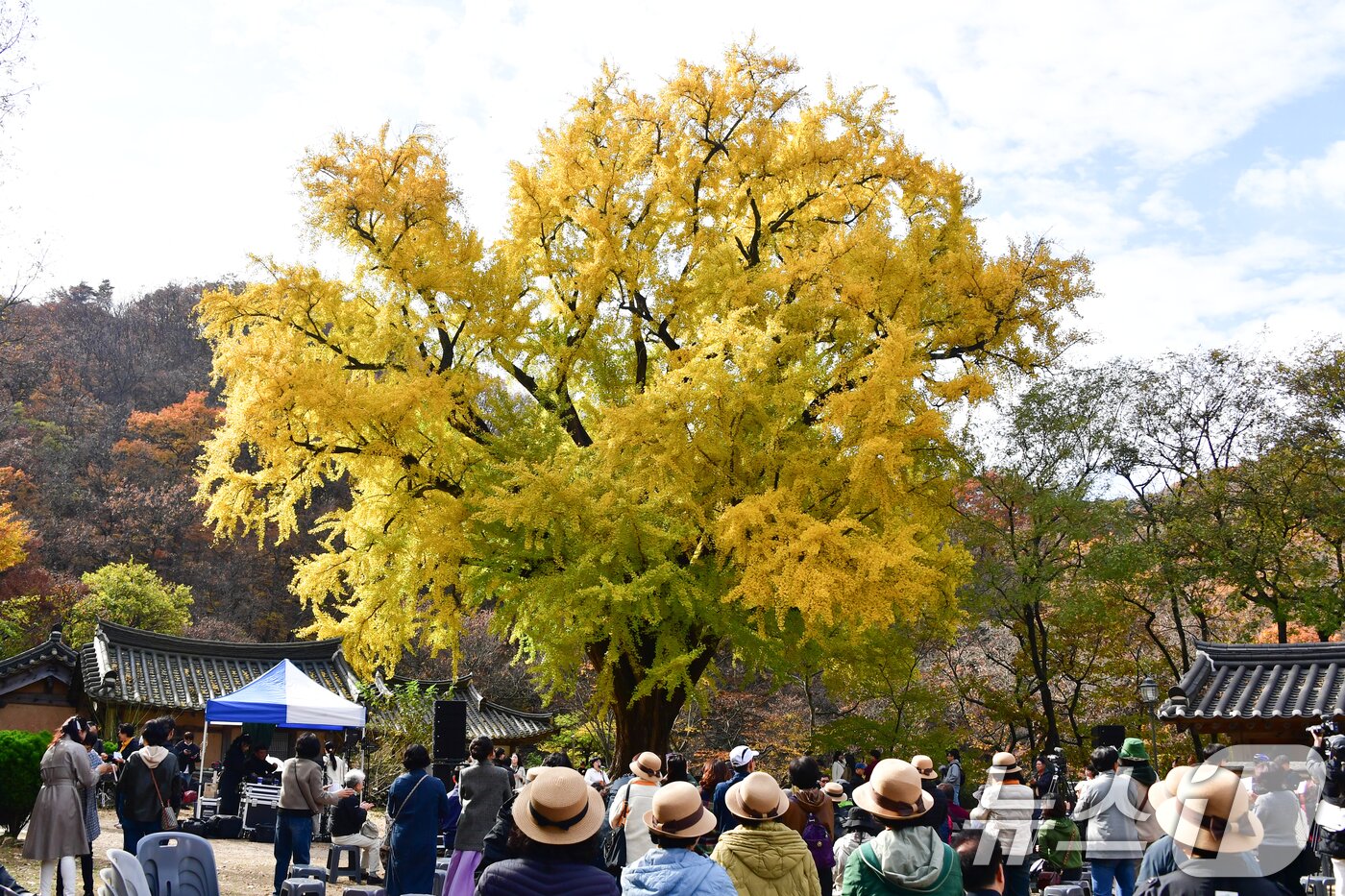 본문 이미지 - 16일 경북 경주시 강동면 운곡서원에서 관광객들이 황금빛으로 물든 은행나무를  감상하고 있다. 2025.11.16/뉴스1 ⓒ News1 최창호 기자
