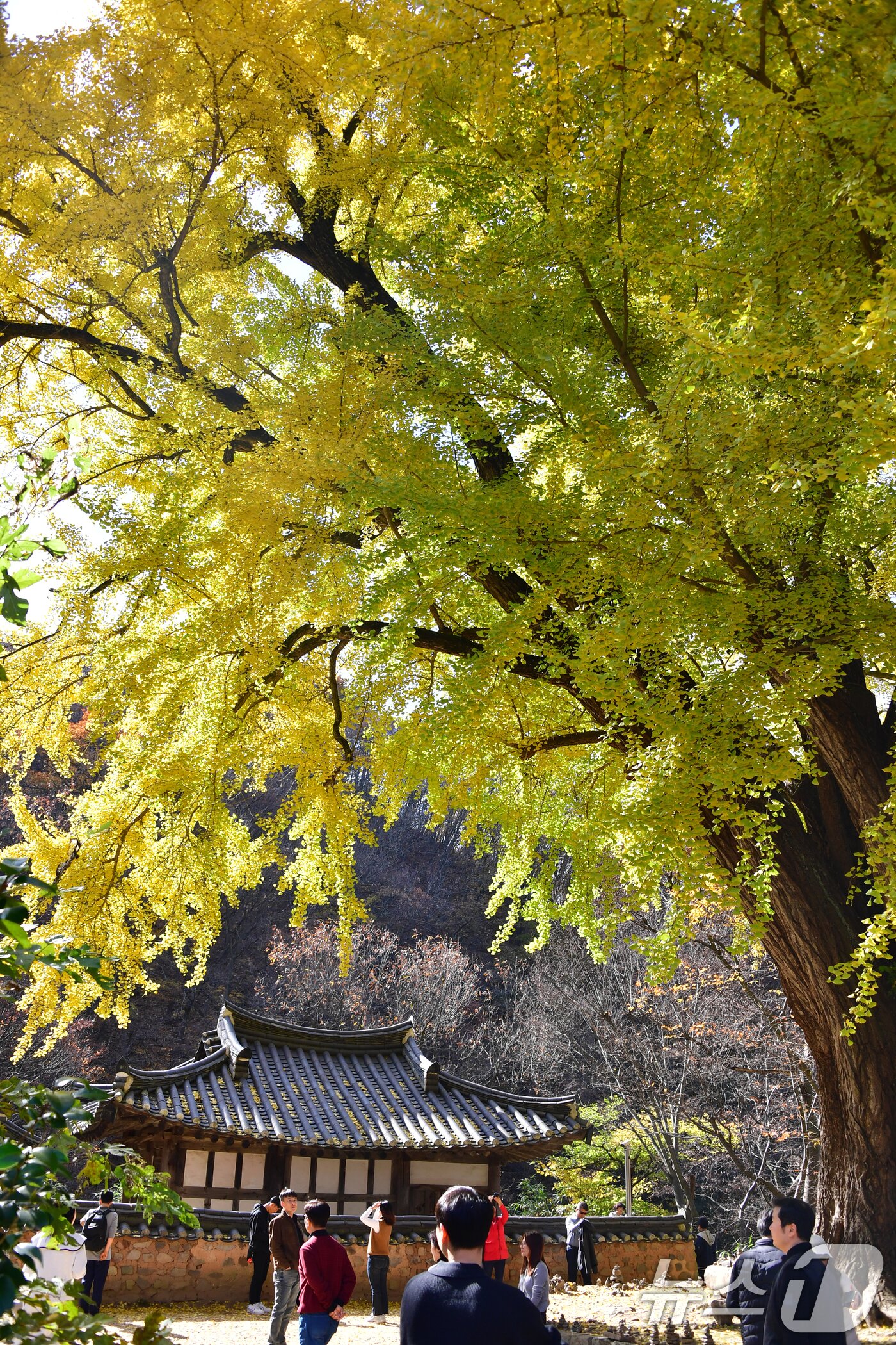 본문 이미지 - 16일 경북 경주시 강동면 운곡서원에서 관광객들이 황금빛으로 물든 은행나무 아래에서 한가로이 휴일을 보내고 있다. 2025.11.16/뉴스1 ⓒ News1 최창호 기자