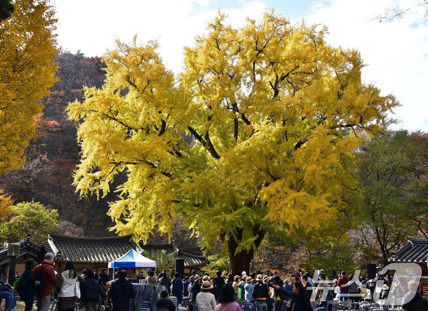 본문 이미지 - 16일 경북 경주시 강동면 운곡서원에서 관광객들이 황금빛으로 물든 은행나무 아래에서 가을의 정취를 즐기고 있다. 2025.11.16/뉴스1 ⓒ News1 최창호 기자