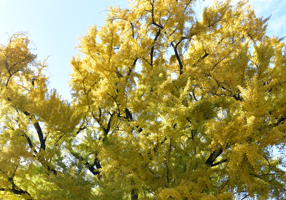 운곡서원 은행나무 음악회