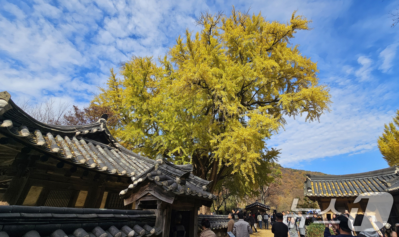 (경주=뉴스1) 최창호 기자 = 16일 경북 경주시 강동면 운곡서원에서 관광객들이 노란색으로 물든 은행나무 아래에서 가을을 만끽하고 있다. 2025.11.16/뉴스1