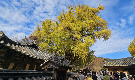 푸른 가을과 만난 은행나무