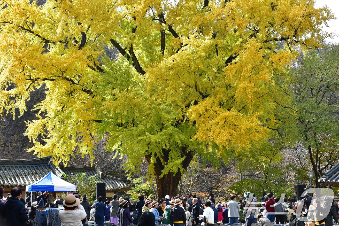 본문 이미지 - 16일 경북 경주시 강동면 운곡서원에서 관광객들이 황금빛으로 물든 은행나무 아래를 오가며 추억을 만들고 있다. 2025.11.16/뉴스1 ⓒ News1 최창호 기자